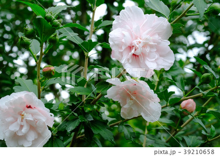 薄ピンク色の花を咲かせる「ムクゲ」 39210658