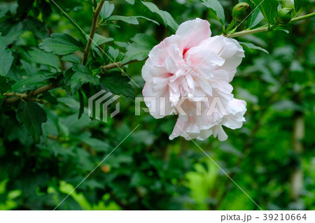 薄ピンク色の花を咲かせる ムクゲ の写真素材