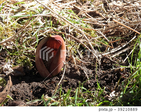 座禅草 ( 2017年3月 長野県 ) 39210889