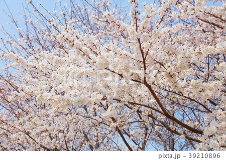桜(ソメイヨシノ) 桜(ソメイヨシノ) 39210896
