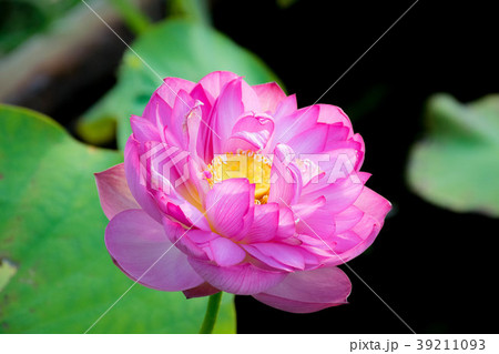 蓮の花、東大緑地植物実験所にて 39211093