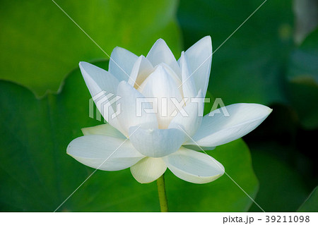 蓮の花、東大緑地植物実験所にて 39211098