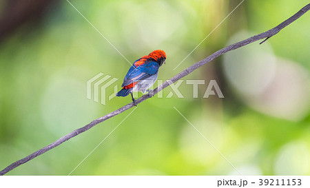 Bird (Scarlet-backed Flowerpecker) in nature wild 39211153