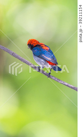 Bird (Scarlet-backed Flowerpecker) in nature wild 39211154