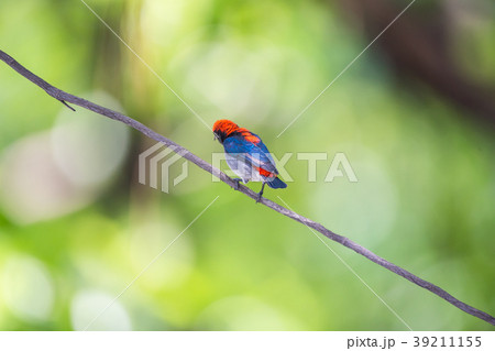 Bird (Scarlet-backed Flowerpecker) in nature wild Bird (Scarlet-backed Flowerpecker) in nature wild 39211155
