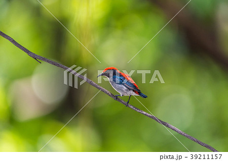 Bird (Scarlet-backed Flowerpecker) in nature wild Bird (Scarlet-backed Flowerpecker) in nature wild 39211157