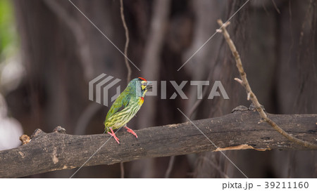 Bird (Coppersmith barbet) on tree in a nature wild 39211160
