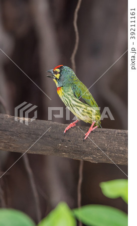 Bird (Coppersmith barbet) on tree in a nature wild 39211161