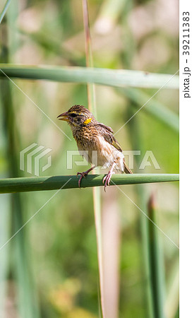 Bird (Streaked weaver) on tree in a nature wild Bird (Streaked weaver) on tree in a nature wild 39211383