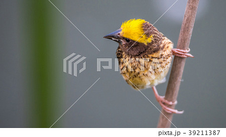 Bird (Streaked weaver) on tree in a nature wild Bird (Streaked weaver) on tree in a nature wild 39211387