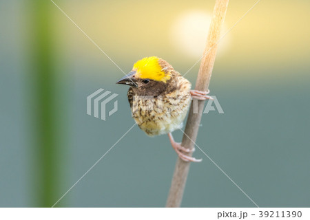 Bird (Streaked weaver) on tree in a nature wild Bird (Streaked weaver) on tree in a nature wild 39211390