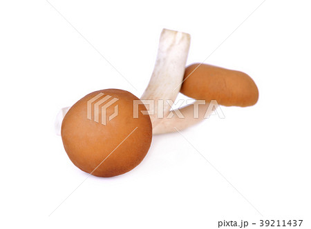 Yanagi-matsutake mushroom on white background Yanagi-matsutake mushroom on white background 39211437