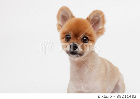 犬　ペット　ポメラニアン 39211482