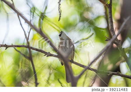 Bird (Yellow-vented Bulbul) on tree in nature wild Bird (Yellow-vented Bulbul) on tree in nature wild 39211483