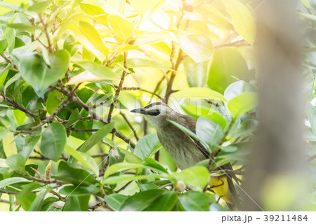 Bird (Yellow-vented Bulbul) on tree in nature wild Bird (Yellow-vented Bulbul) on tree in nature wild 39211484