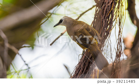 Bird (Yellow-vented Bulbul) on tree in nature wild 39211485
