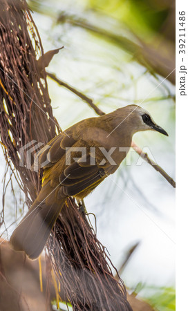 Bird (Yellow-vented Bulbul) on tree in nature wild Bird (Yellow-vented Bulbul) on tree in nature wild 39211486