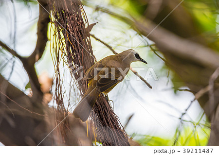 Bird (Yellow-vented Bulbul) on tree in nature wild Bird (Yellow-vented Bulbul) on tree in nature wild 39211487