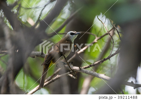 Bird (Yellow-vented Bulbul) on tree in nature wild 39211488