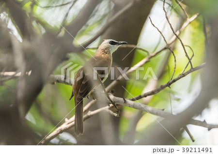 Bird (Yellow-vented Bulbul) on tree in nature wild 39211491