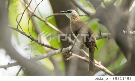 Bird (Yellow-vented Bulbul) on tree in nature wild Bird (Yellow-vented Bulbul) on tree in nature wild 39211492