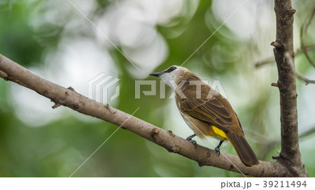 Bird (Yellow-vented Bulbul) on tree in nature wild 39211494