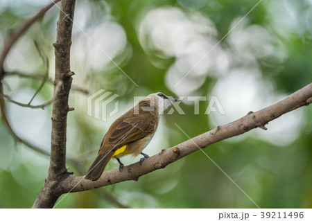 Bird (Yellow-vented Bulbul) on tree in nature wild Bird (Yellow-vented Bulbul) on tree in nature wild 39211496