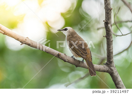 Bird (Yellow-vented Bulbul) on tree in nature wild Bird (Yellow-vented Bulbul) on tree in nature wild 39211497