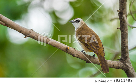 Bird (Yellow-vented Bulbul) on tree in nature wild 39211498