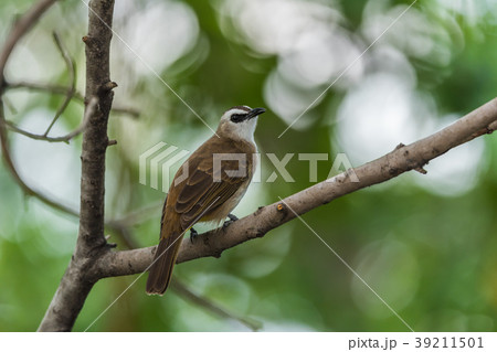 Bird (Yellow-vented Bulbul) on tree in nature wild Bird (Yellow-vented Bulbul) on tree in nature wild 39211501