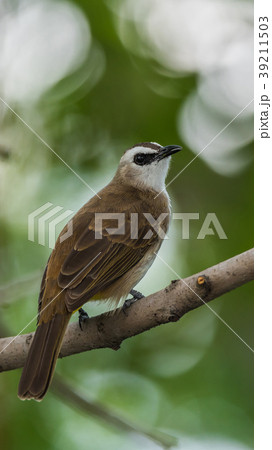 Bird (Yellow-vented Bulbul) on tree in nature wild 39211503
