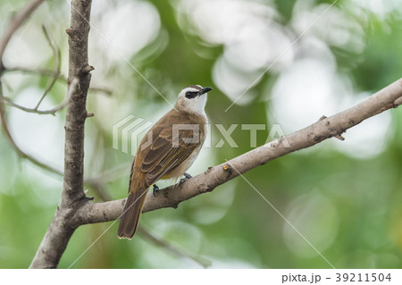 Bird (Yellow-vented Bulbul) on tree in nature wild 39211504
