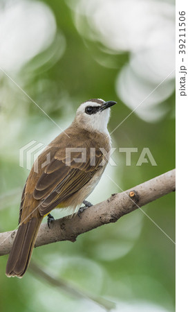 Bird (Yellow-vented Bulbul) on tree in nature wild 39211506