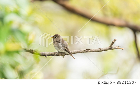 Bird (Asian brown flycatcher) in nature wild 39211507