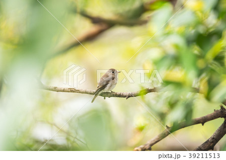 Bird (Asian brown flycatcher) in nature wild 39211513