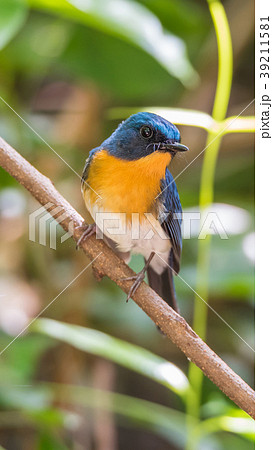 Bird (Tickell's Blue Flycatcher) in nature wild 39211581