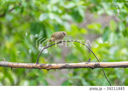 Bird (Streak-eared bulbul) on tree in nature wild 39211885