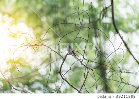 Bird (Asian brown flycatcher) in nature wild 39211888
