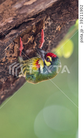 Bird (Coppersmith barbet) on tree in a nature wild Bird (Coppersmith barbet) on tree in a nature wild 39211902