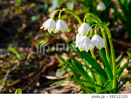bunch of snowflake flowers bunch of snowflake flowers 39212120