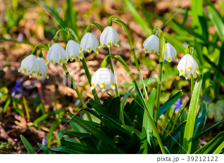 bunch of snowflake flowers bunch of snowflake flowers 39212122