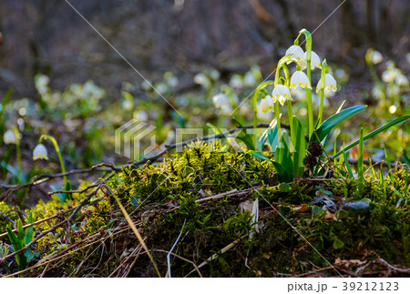bunch of snowflake flowers on a mossy hump bunch of snowflake flowers on a mossy hump 39212123