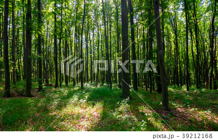 dense beech forest with tall trees dense beech forest with tall trees 39212168