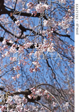 シダレザクラ（枝垂れ桜） 39212459
