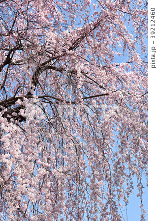 シダレザクラ（枝垂れ桜） 39212460