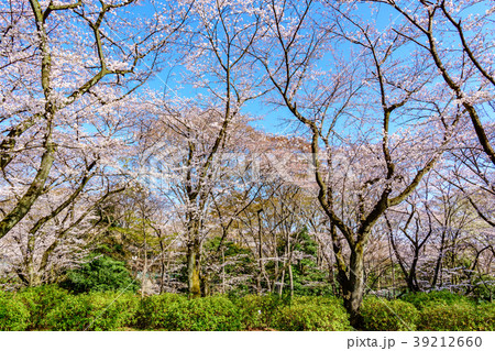 三ツ沢公園の桜 横浜市神奈川区 三ツ沢公園 の写真素材