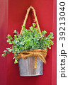 Green plant in the metal bucket. 39213040
