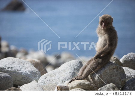 海猿 海猿 39213178