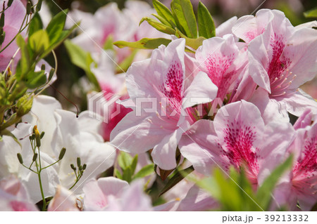 ツツジ つつじ 躑躅 39213332