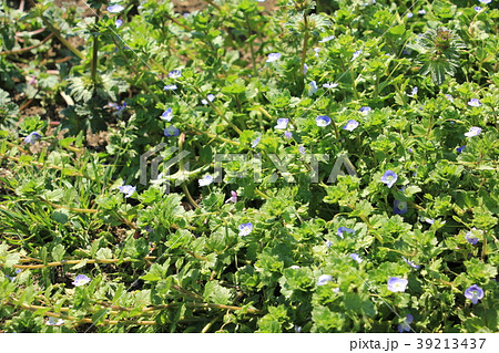 おおいぬのふぐり 39213437